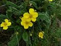 East Himalayan Cinquefoil